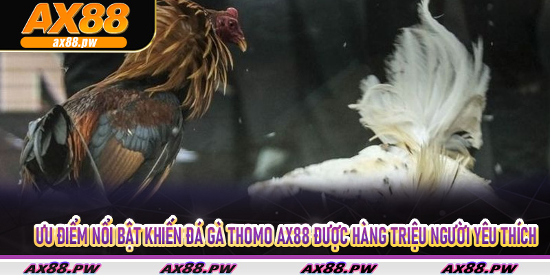 Ưu điểm nổi bật khiến đá gà thomo Ax88 được hàng triệu người yêu thích