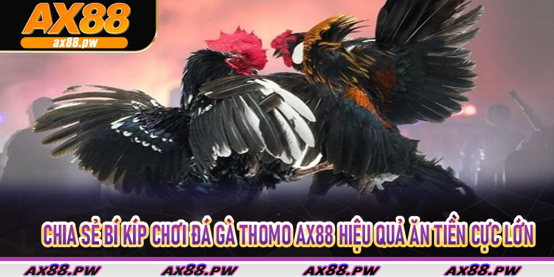 Chia sẻ bí kíp chơi đá gà thomo Ax88 hiệu quả ăn tiền cực lớn