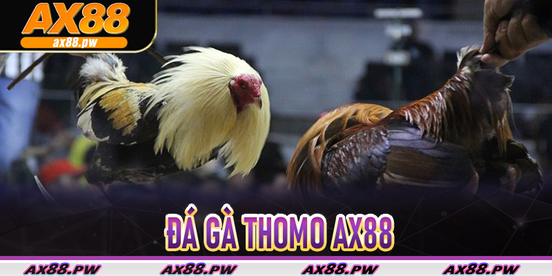 Đá gà Thomo Ax88